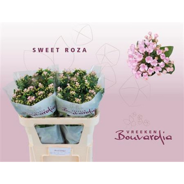 Bou En Sweet Roza 70cm A1 Col-Pink