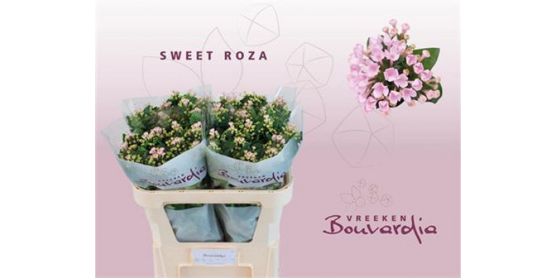 Bouvardia En Sweet Roza 70cm A1 Col-Pink