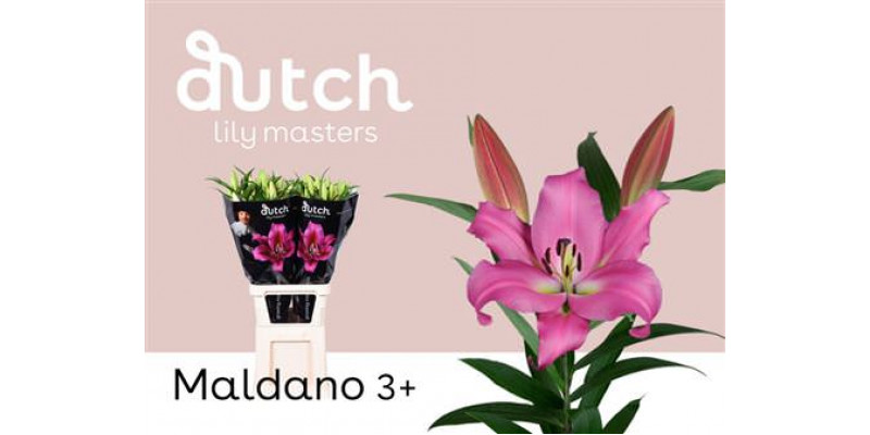 Lillys Or Maldano 90cm A1