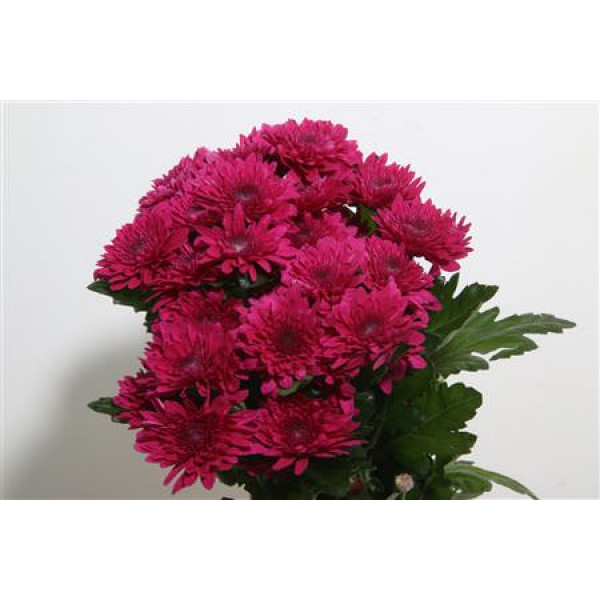 Chrysanthemums T Barca Splendid 70cm A1