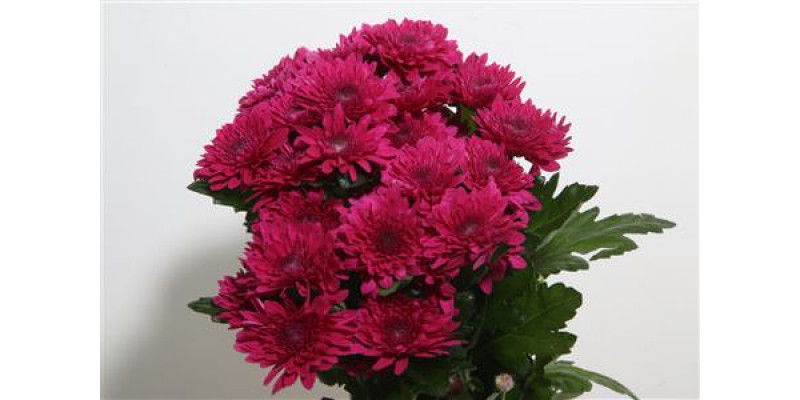 Chrysanthemums T Barca Splendid 70cm A1