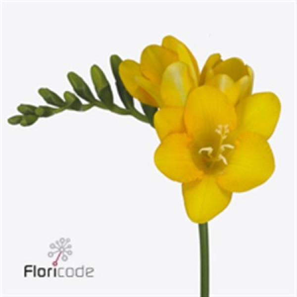 Freesias En Serrada 50 A1Yellow