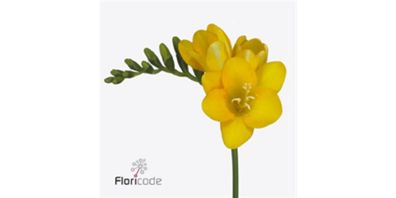 Freesias En Serrada 50 A1Yellow