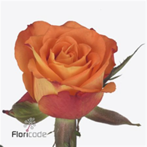 Rose Gr Careless Whisper 40cm A1