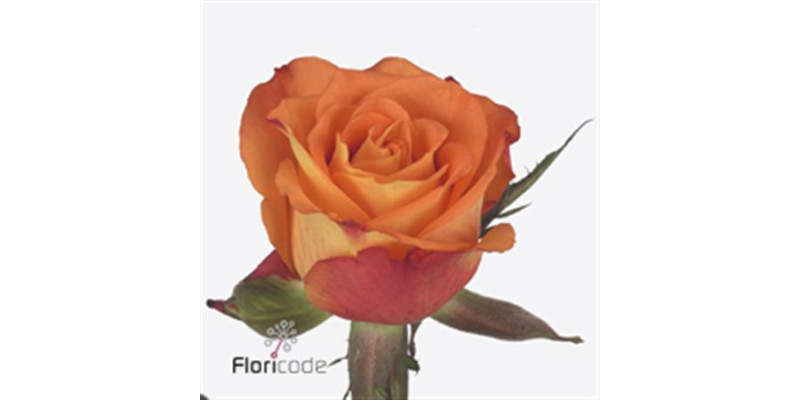 Rose Gr Careless Whisper 40cm A1