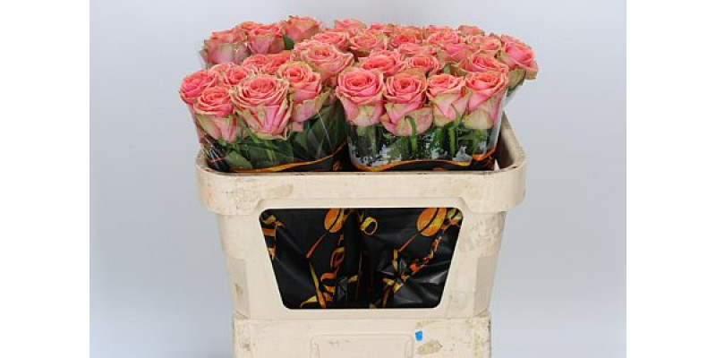 Rose Gr Suzy Q 60cm A1