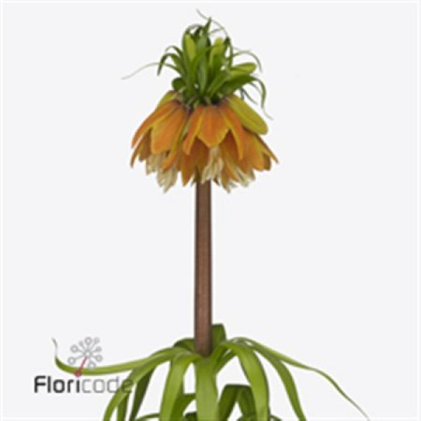 Fritillaria Imperialis Orange Sweet 75 A1Orange