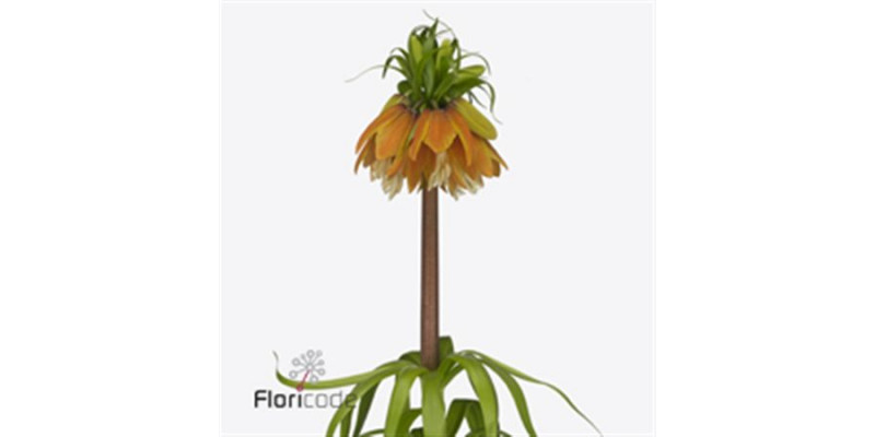 Fritillaria Imperialis Orange Sweet 75 A1Orange