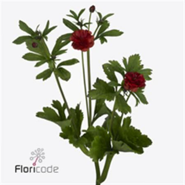 Ranunculus Butterfl Hades 60cm A1 Col-Red