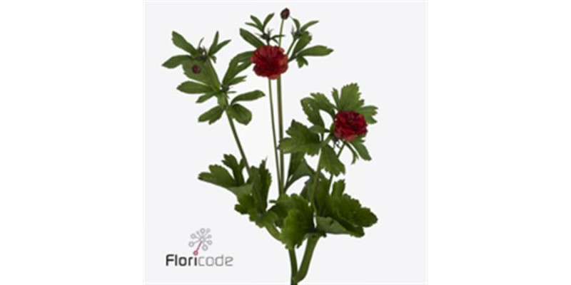 Ranunculus Butterfl Hades 60cm A1 Col-Red