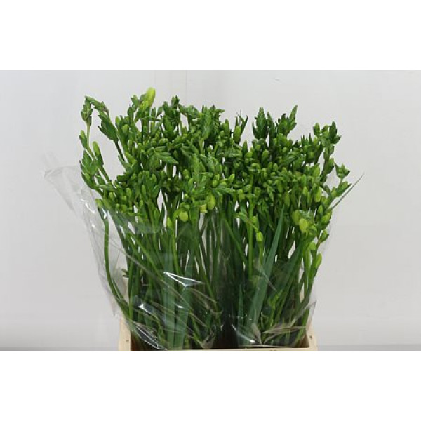 Freesias En Ambassador 50cm EX Col-White