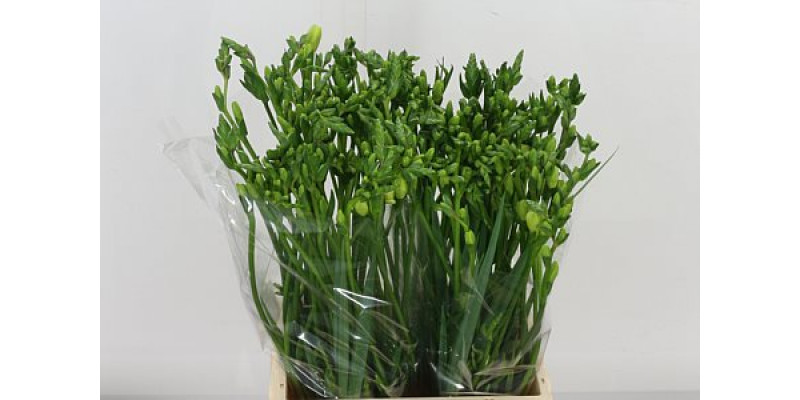 Freesias En Ambassador 50cm EX Col-White