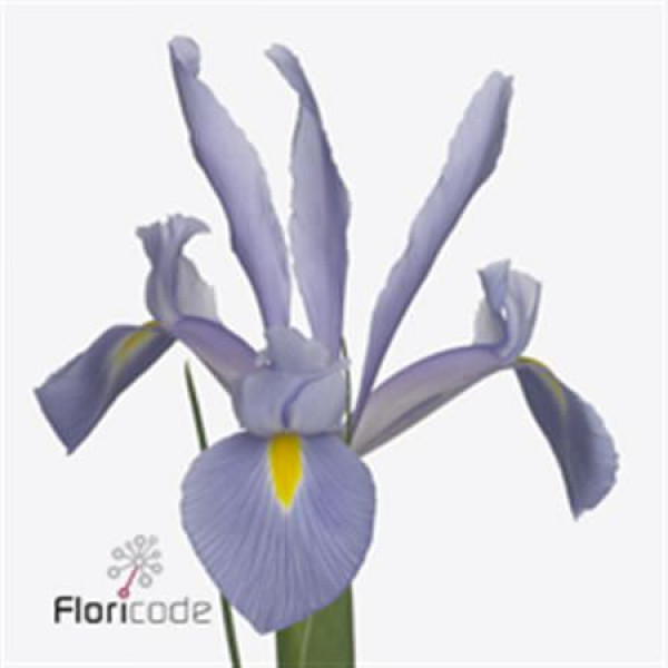 Iris shanghai 0cm