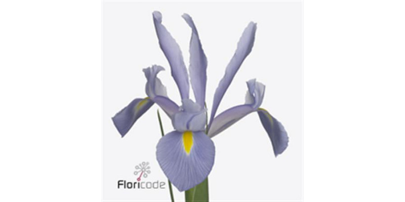 Iris Shanghai 70 A1Purple