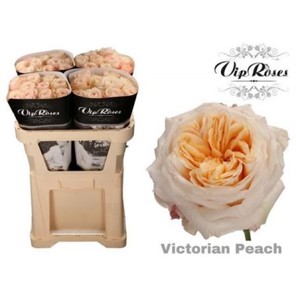 Rose Gr Vip Victoria Peach@ 70cm A1