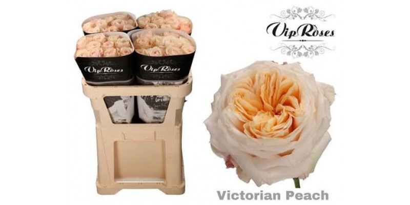 Rose Gr Vip Victoria Peach@ 70cm A1