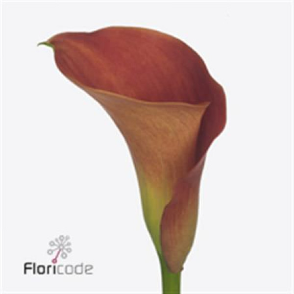 Zanthedeschias Calla Lilly Sunset Passion 40cm 