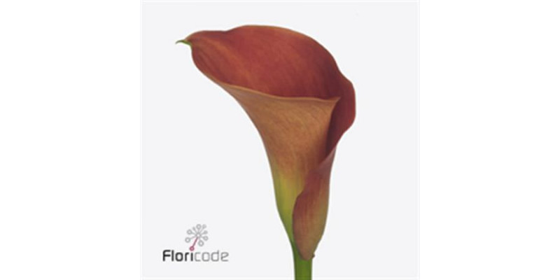 Zanthedeschias Calla Lilly Sunset Passion 40cm 