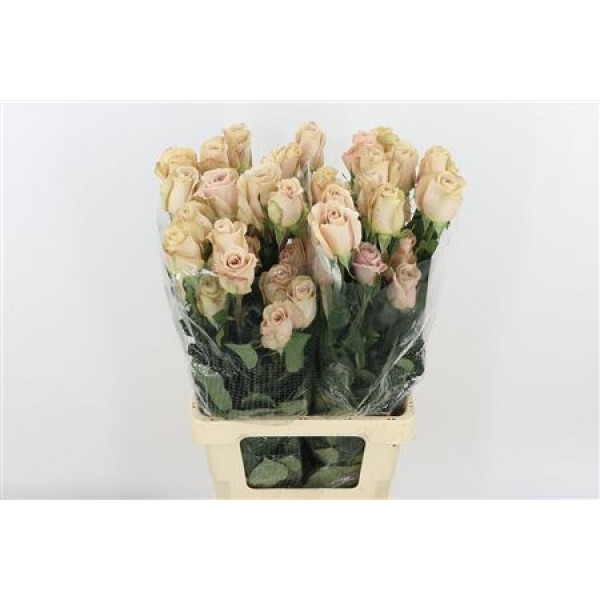 Rose Gr Vip Quicksand 70cm A1