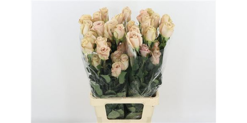 Rose Gr Vip Quicksand 70cm A1