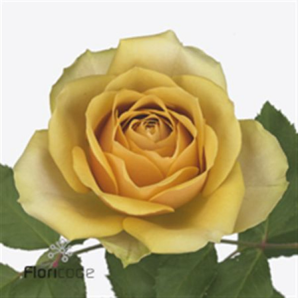 Rose Gr Golden Mustard 40cm A1