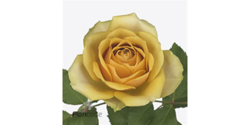 Rose Gr Golden Mustard 50cm  Col-Bronze