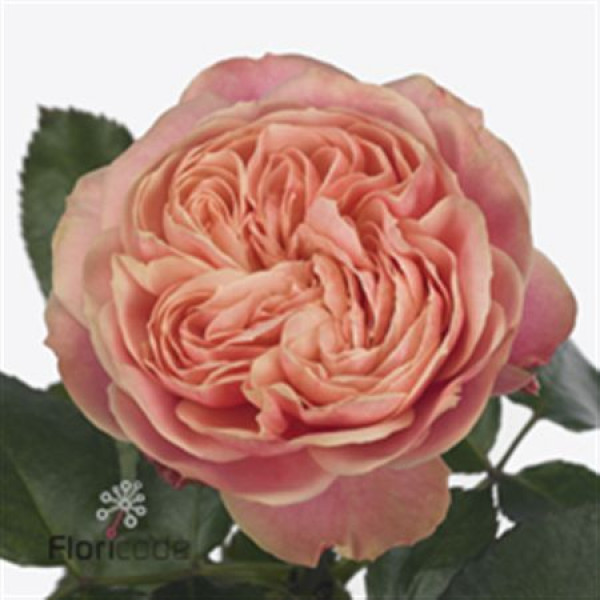 Rose Gr Vip Victor Classic 35cm A1