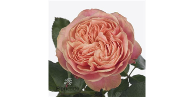 Rose Gr Vip Victor Classic 35cm A1