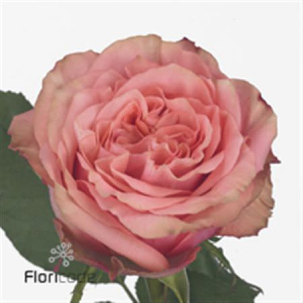 Rose Gr Wild Look 50cm A1 Col-Bicolor