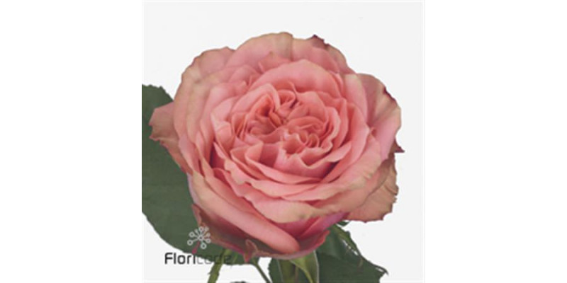 Rose Gr Wild Look 50cm A1 Col-Bicolor