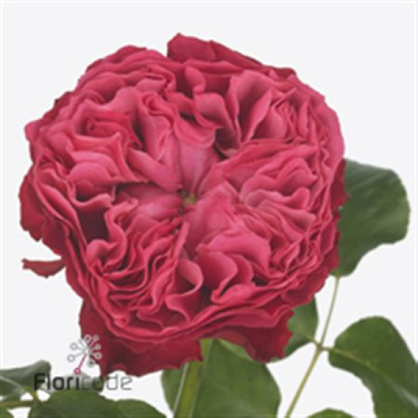 Rose Gr Vip Frozen Summerhouse 40cm A1