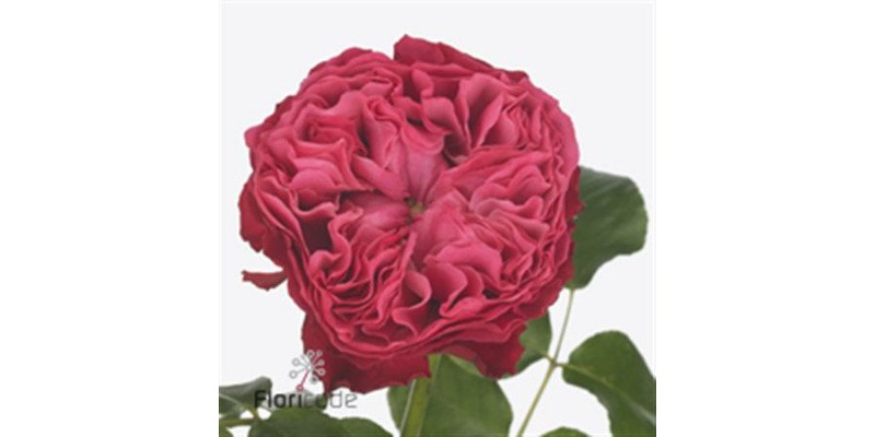 Rose Gr Vip Frozen Summerhouse 40cm A1