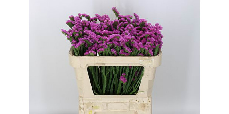 Limonium rasp berry wings cerise 0 A1Pink