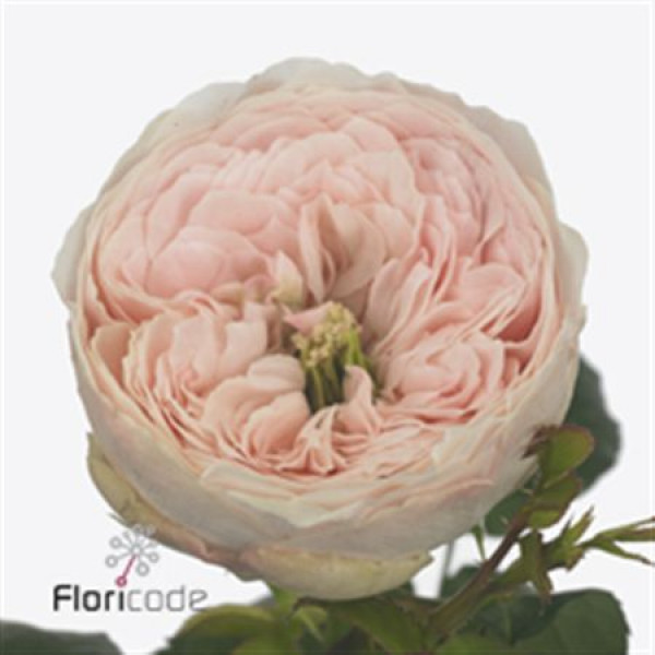 Rose Gr Vip Mansfield Park 70cm A1