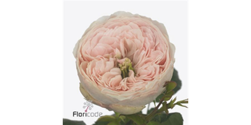 Rose Gr Vip Mansfield Park 70cm A1