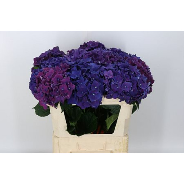 Hydrangea M Royal Queen 80cm  Col-Purple