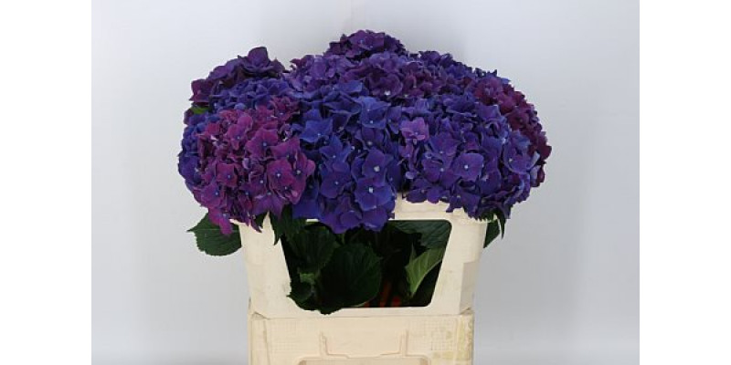 Hydrangea M Royal Queen 80cm  Col-Purple