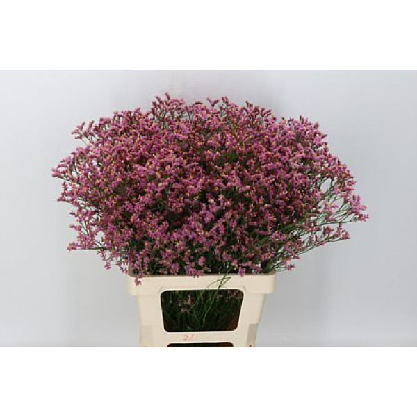 Limonium Sin Anouchka Dia 70cm A1