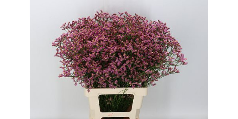 Limonium Sin Anouchka Dia 70cm A1