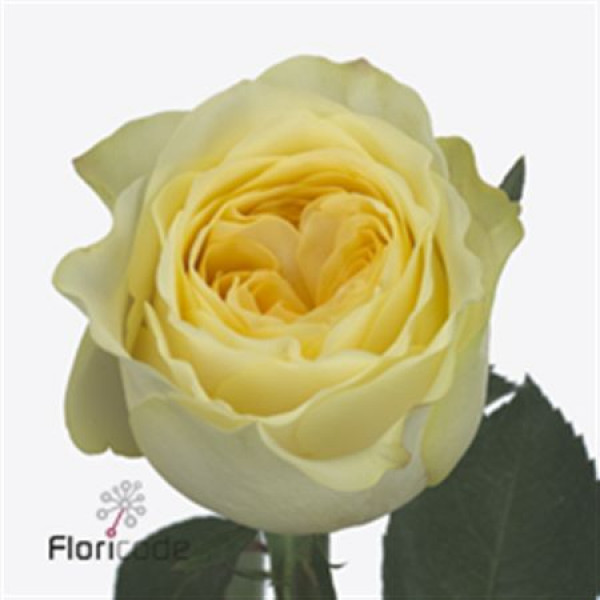 Rose Gr Buttercup 40 A1Cream