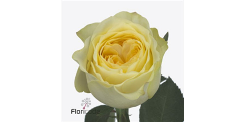 Rose Gr Buttercup 60cm A1