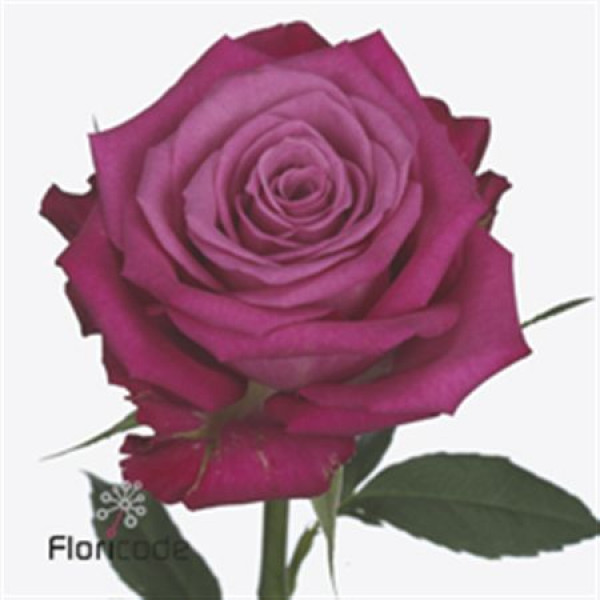 Rose Gr I2i 60cm A1