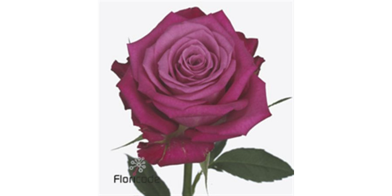 Rose Gr I2i 60cm A1