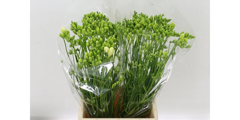 Freesias Du Volante 48cm 1E Col-White