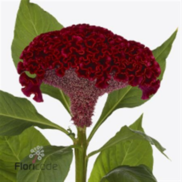 Celosia C Neo Red 75cm A1