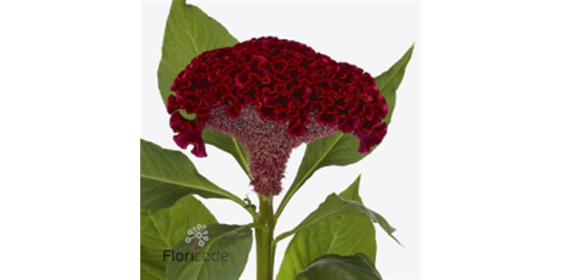 Celosia C Neo Red 75cm A1