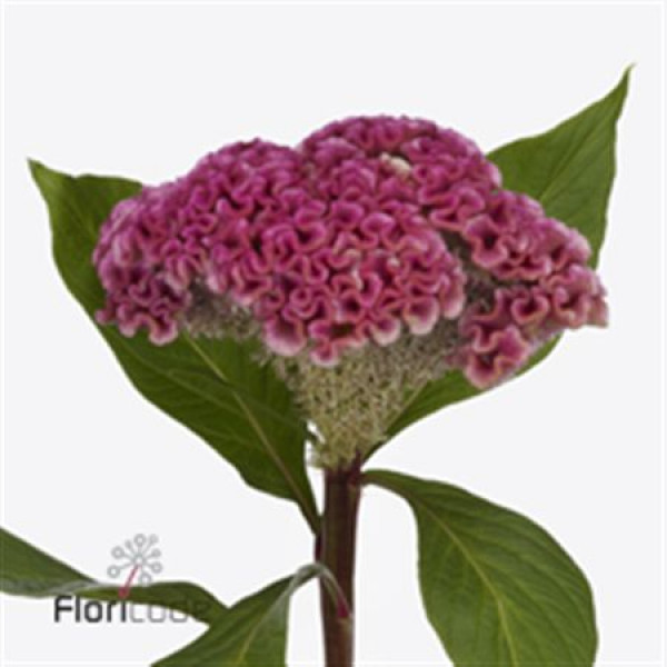 Celosia C Neo Pink 75cm A1