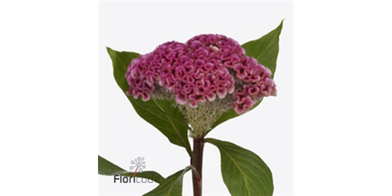 Celosia C Neo Pink 75cm A1