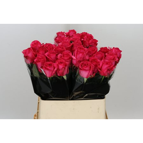 Rose Gr Ivy 80cm  Col-Cerise