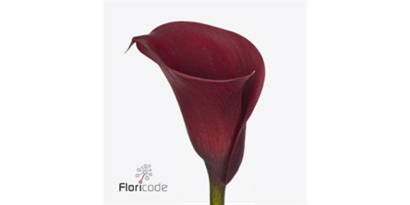 Zanthedeschias (Calla Lilly) Capt Morgan 60cm A1